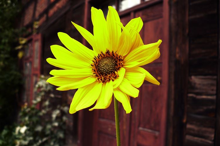 sunflower-3305907_1280